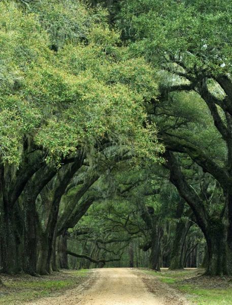 South Carolina, Charleston Spanish moss on trees